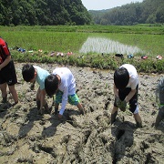 生きる力を育む体験活動：田植え&芋の苗植え